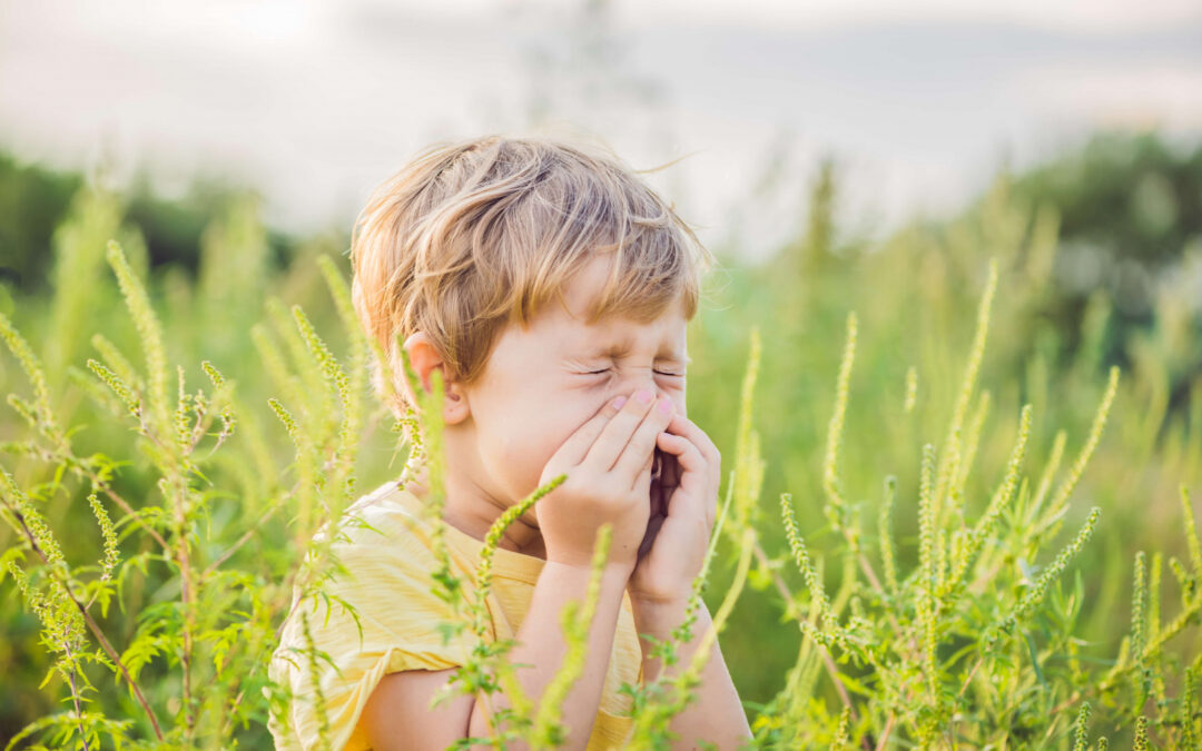Nyárvégi allergiák – érkezik a parlagfű