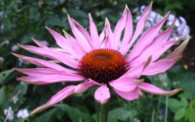 Ha megfázás, akkor echinacea