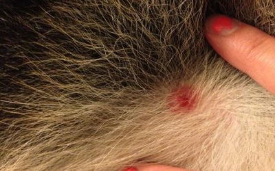 A Lyme-kór tünetei és kezelése kutyáknál